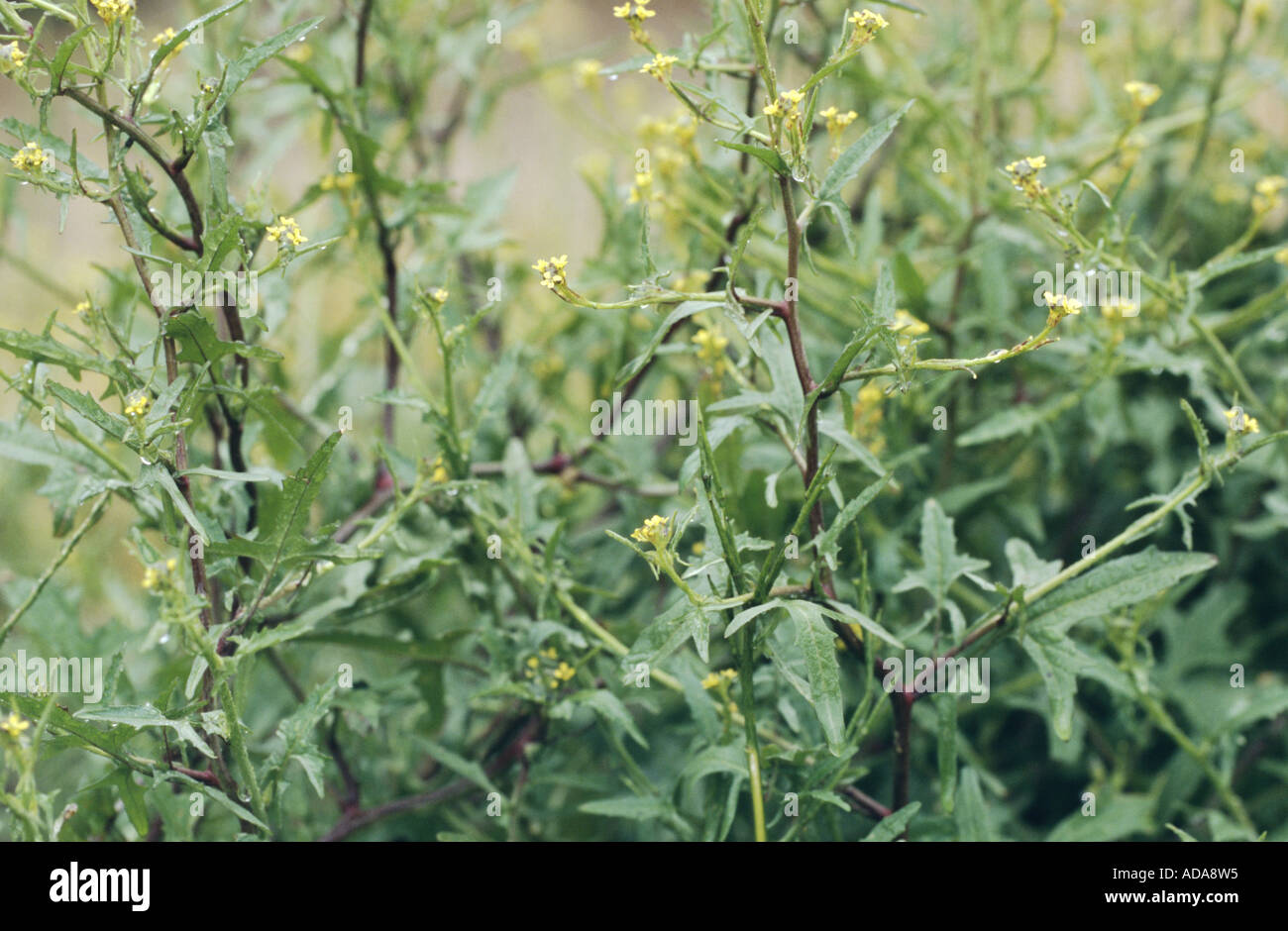 common hedge mustard, hairy-pod hedge mustard (Sisymbrium officinale), blooming Stock Photo