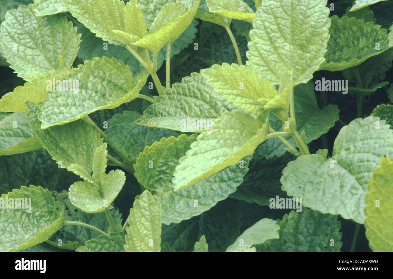 leaves Melissa officinalis subsp. officinalis Stock Photo