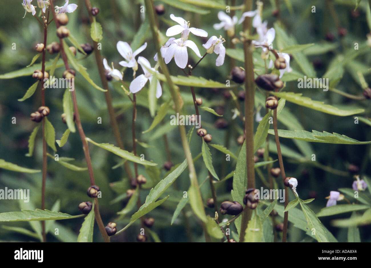 coralroot (Cardamine bulbifera, Dentaria bulbifera), blooming with bulbils in the leaf axils Stock Photo