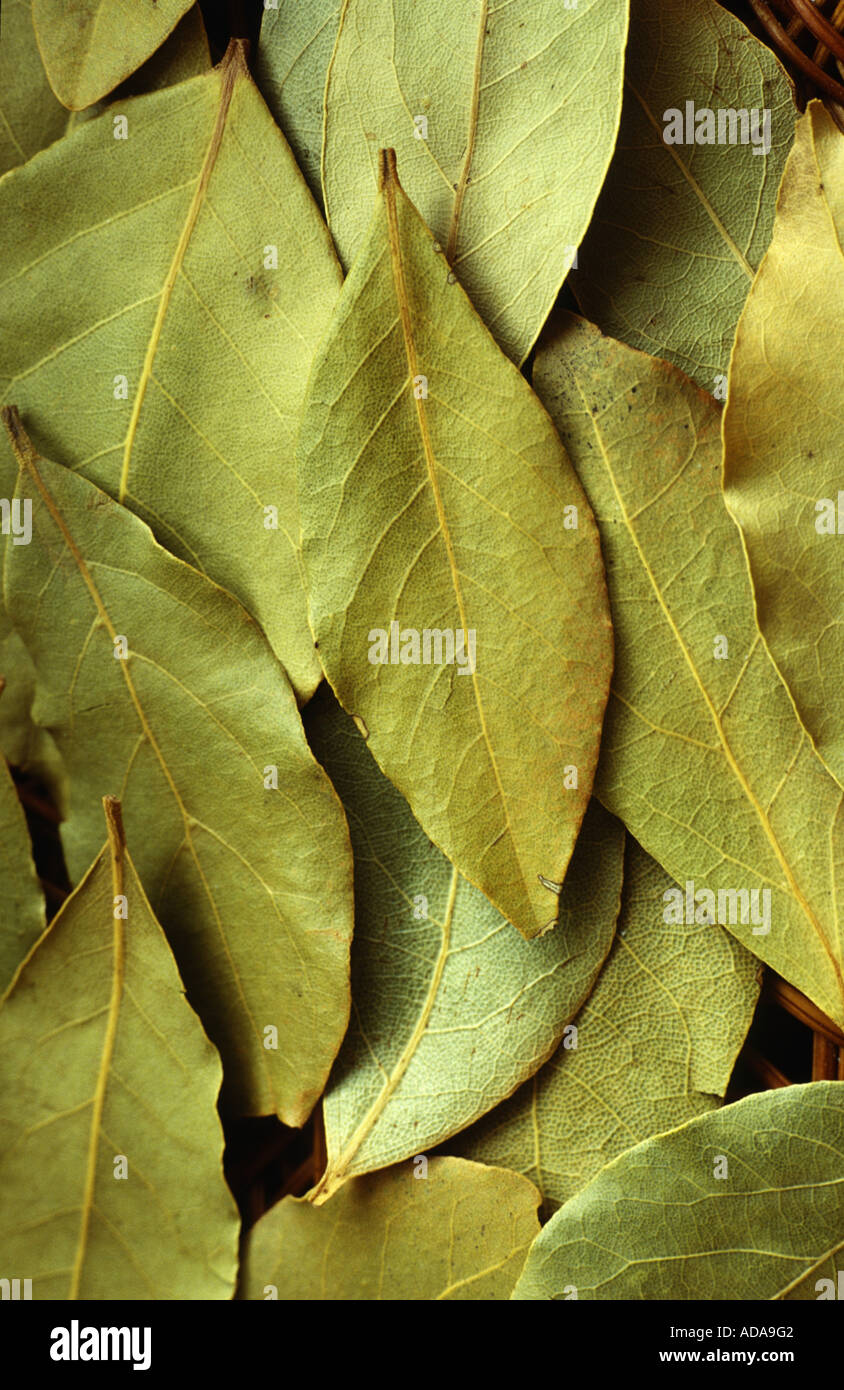 sweet bay laurel, bay tree, sweet bay (Laurus nobilis), dried leaves