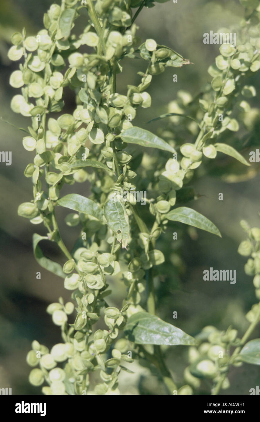 garden orach, garden arrach (Atriplex hortensis), infrutescence Stock Photo