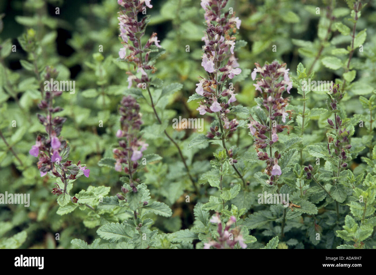 wall germander (Teucrium chamaedrys), blooming plant Stock Photo