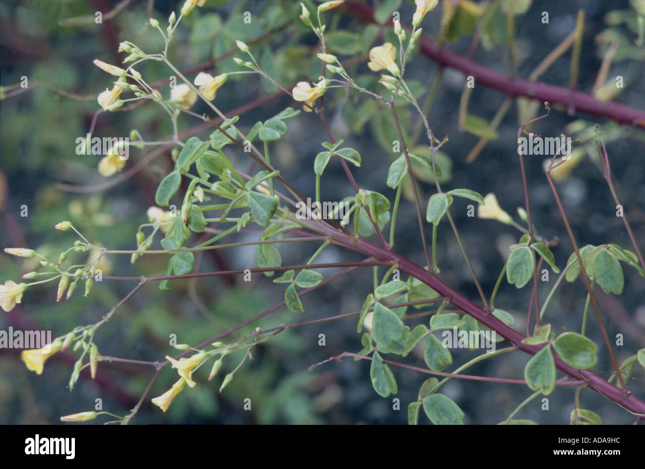 blooming Oxalis peduncularis Stock Photo