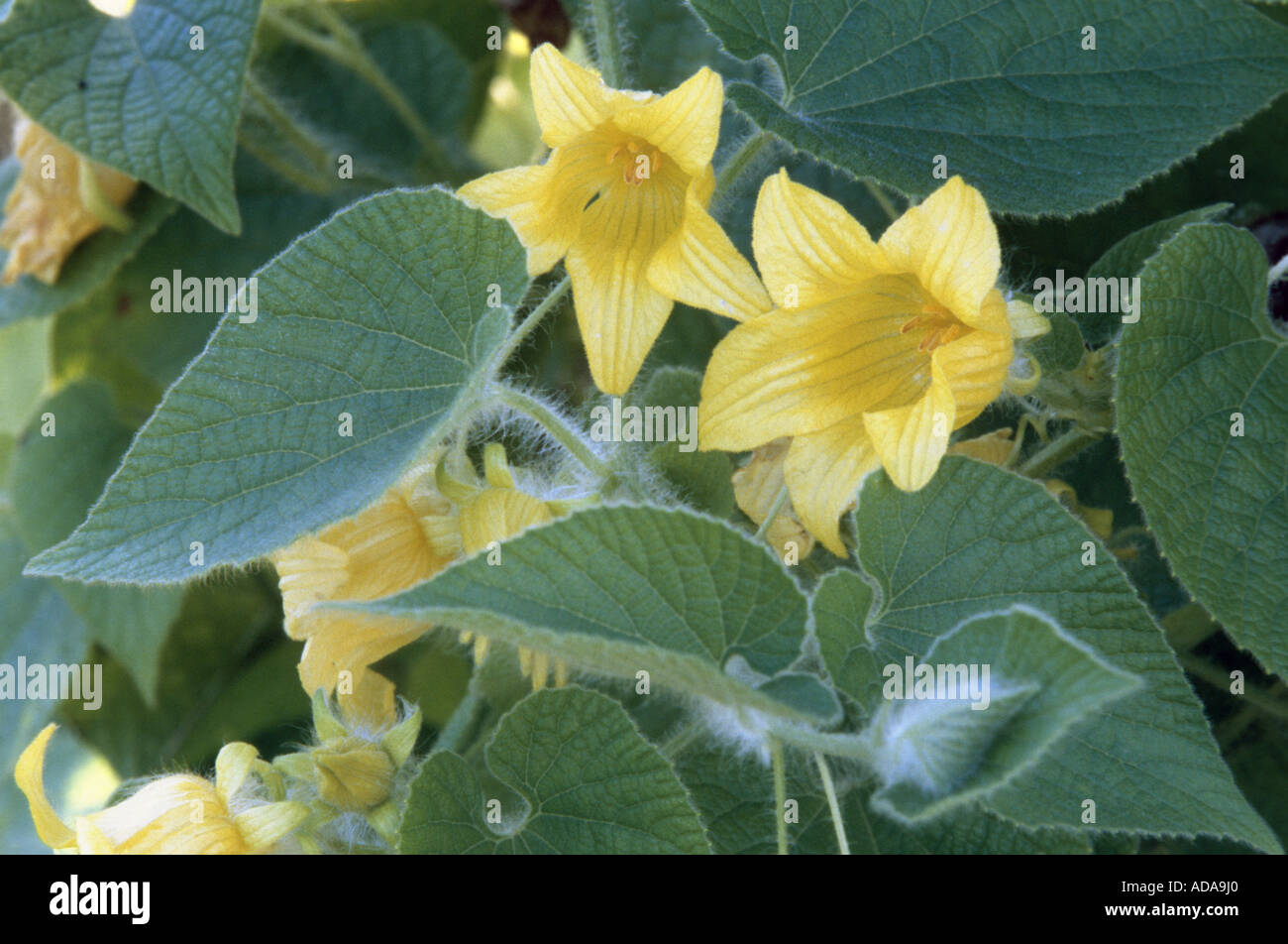 manchu tuber-gourd (Thladiantha dubia), flowers Stock Photo