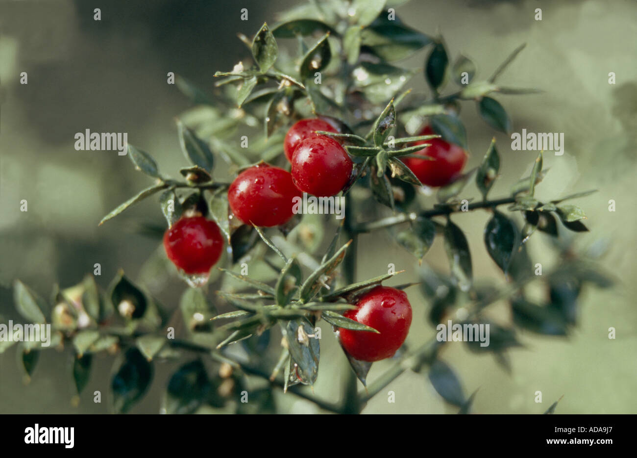 butcher's-broom (Ruscus aculeatus), ripe fruits Stock Photo