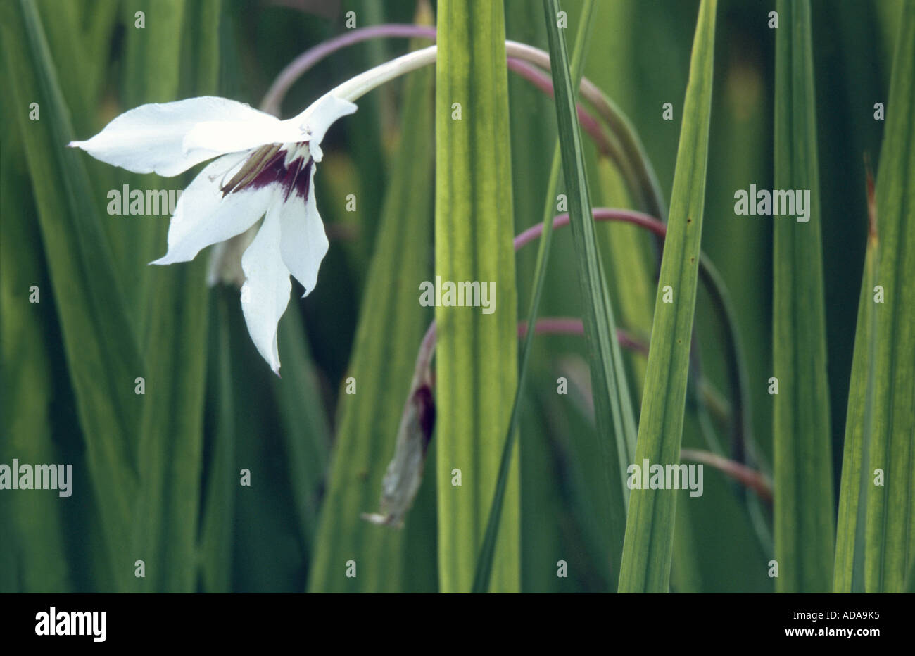 Peacock Orchid, Peacock Flower, Abyssinian gladiolus (Gladiolus bicolor, Acidanthera bicolor), flower Stock Photo