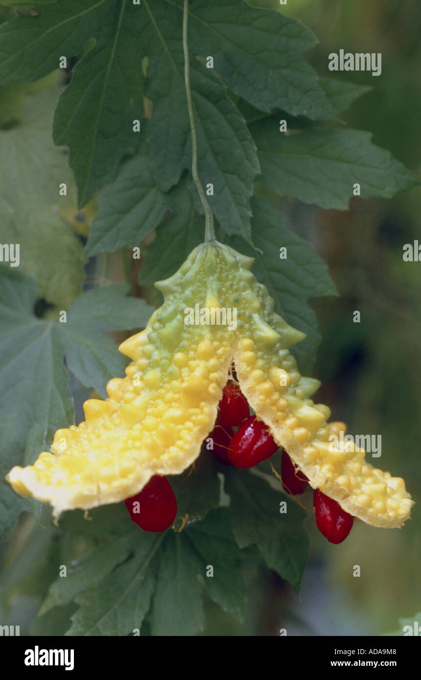 Balsam Pear (Momordica charantia), ripe fruit with red seeds Stock