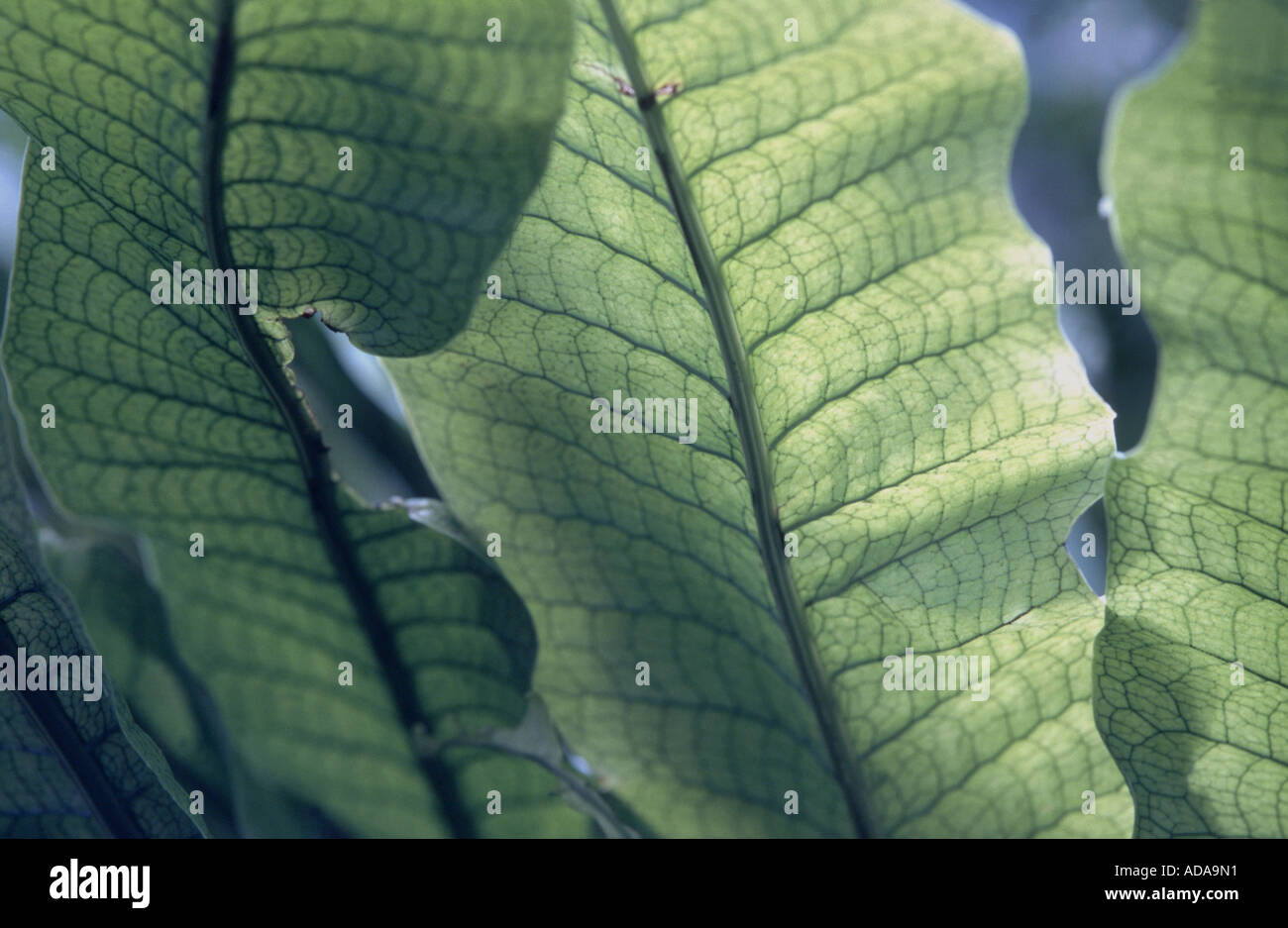 Crocodile fern (Microsorum musifolium), leaves in backlight Stock Photo