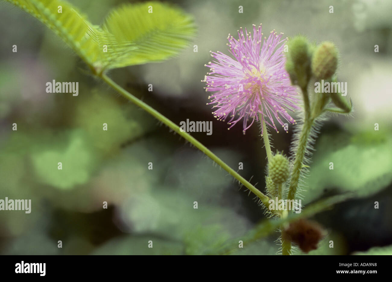 sensitive plant (Mimosa pudica), inflorescence Stock Photo