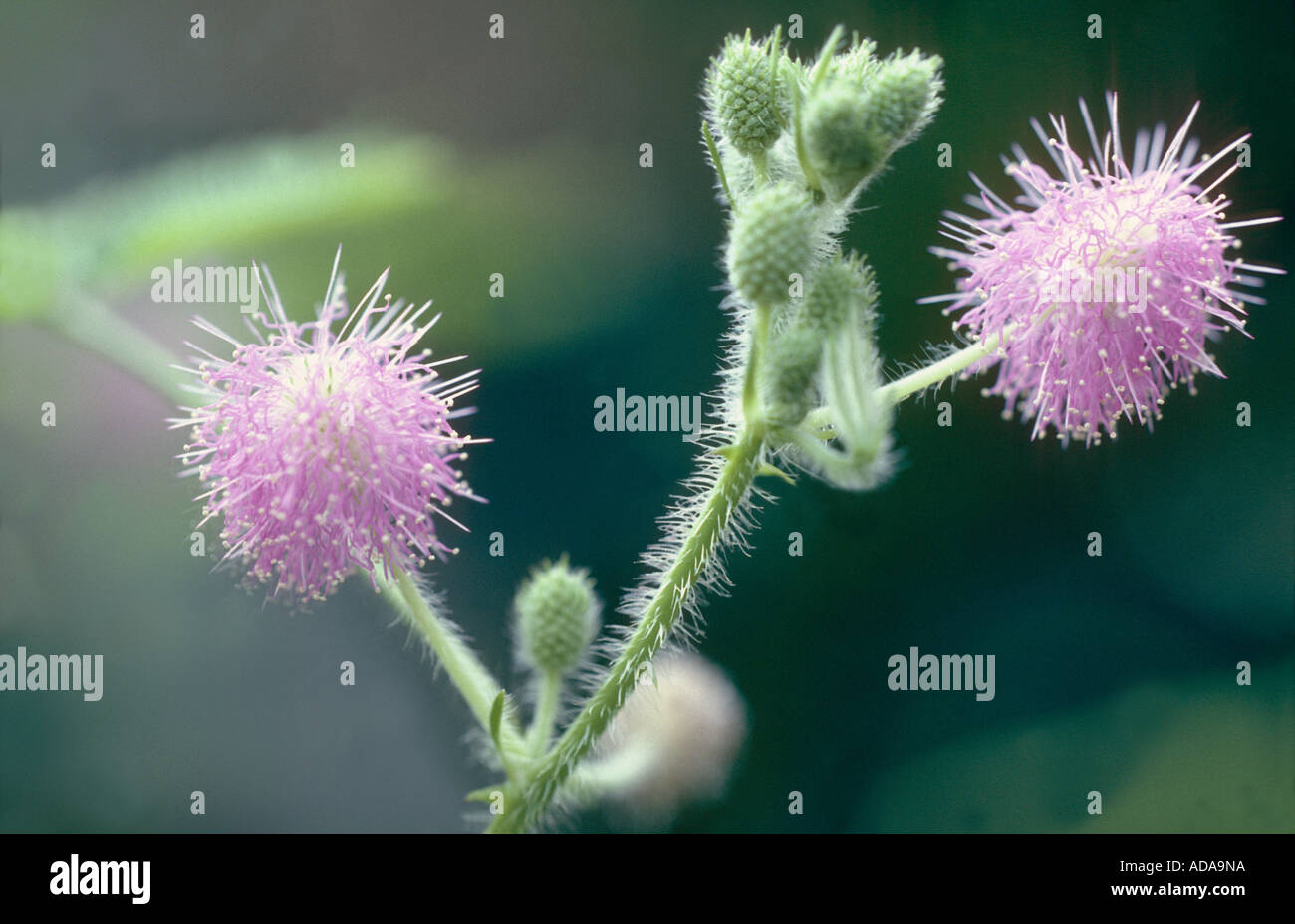 sensitive plant (Mimosa pudica), inflorescences Stock Photo