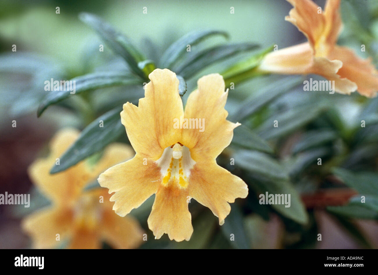 Bush Monkey Flower (Mimulus aurantiacus), flower Stock Photo Alamy