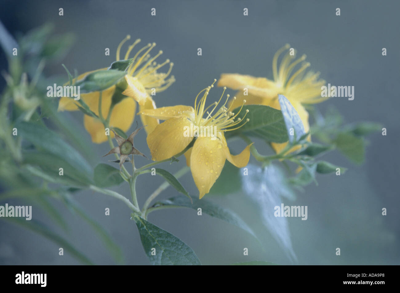 blazing star (Mentzelia arborescens), flowers Stock Photo