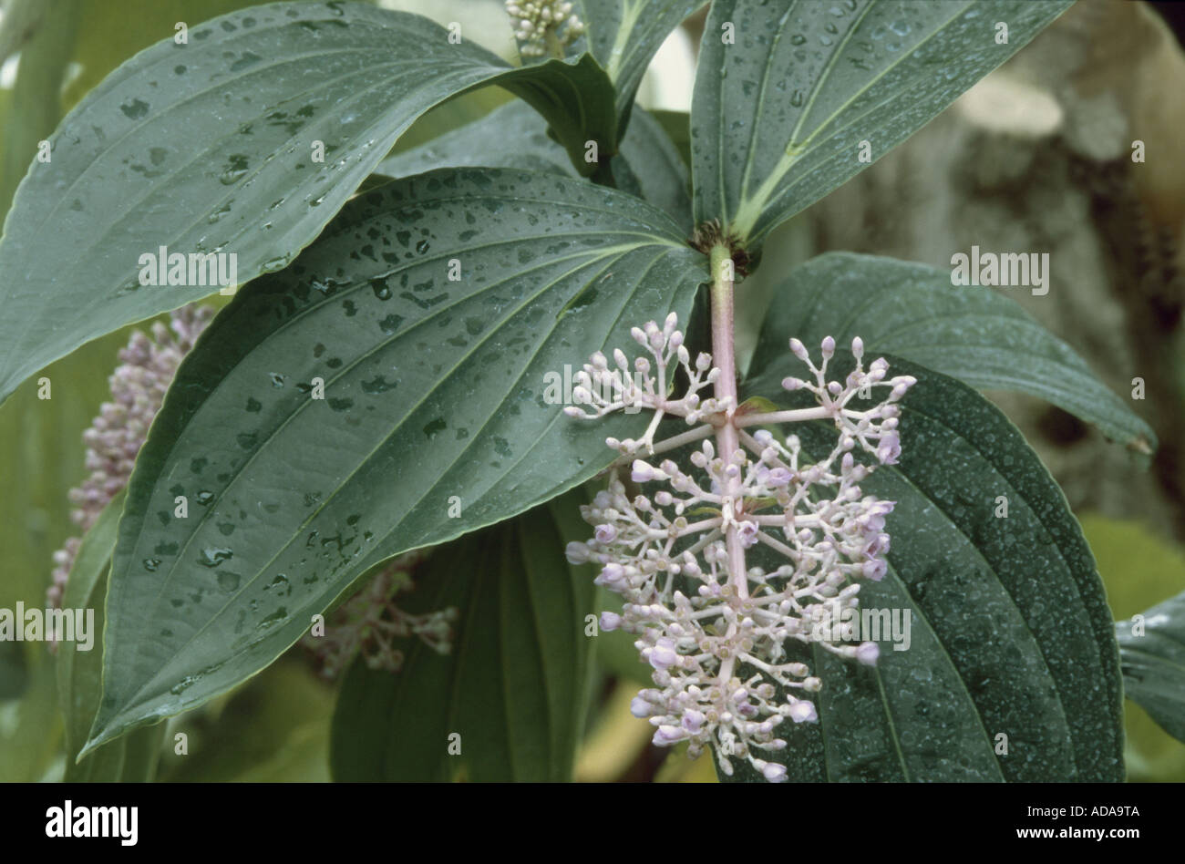 medinilla (Medinilla cummingii), inflorescence and leaf Stock Photo