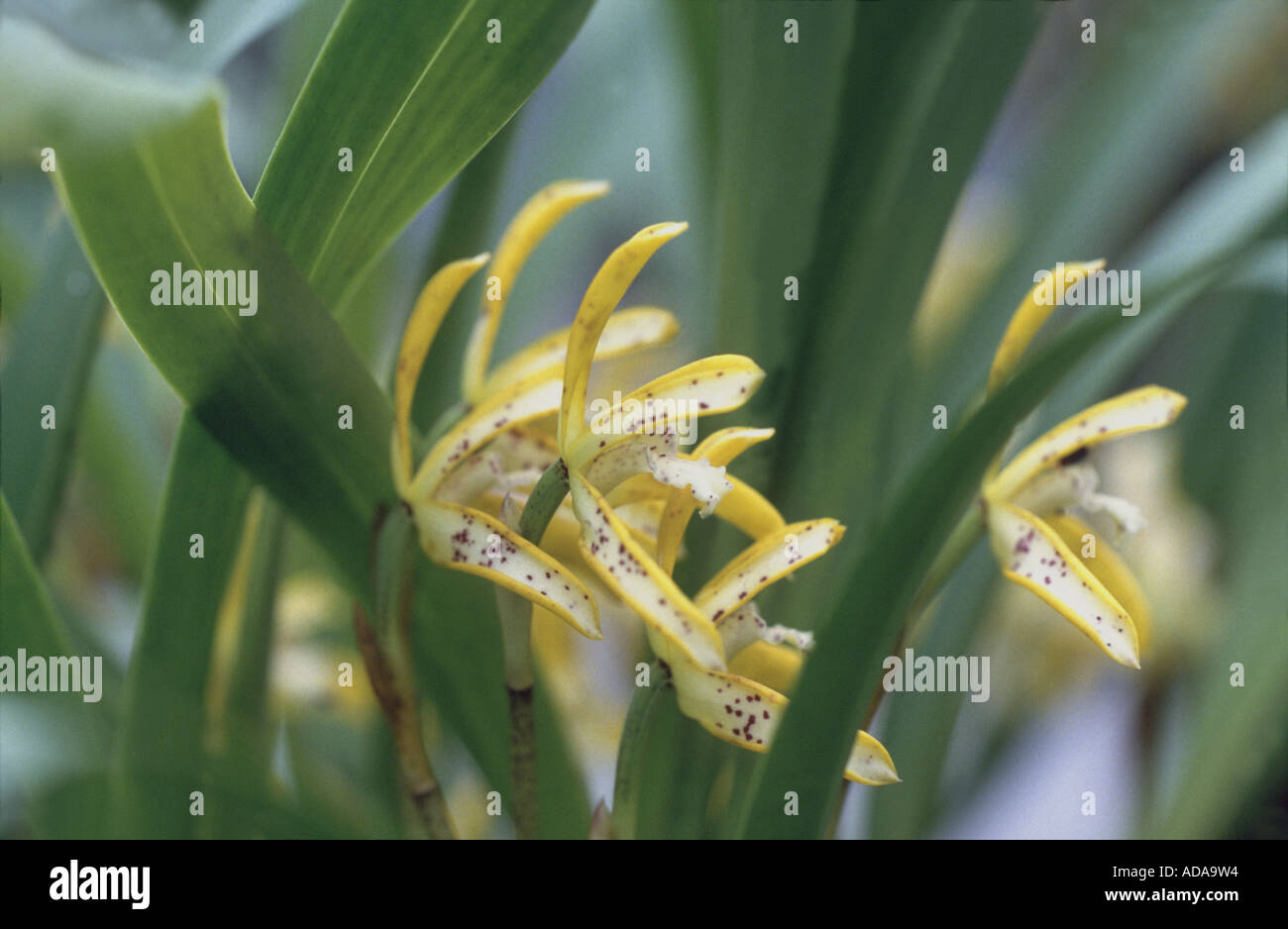 flower Maxillaria punctata Stock Photo