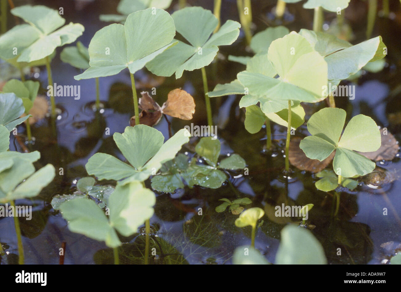 European water-clover, European water fern (Marsilea quadrifolia) Stock Photo