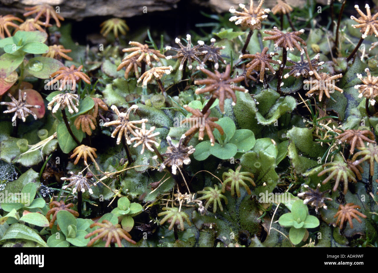 liverwort (Marchantia polymorpha), with umbrella shaped antheridiophores Stock Photo