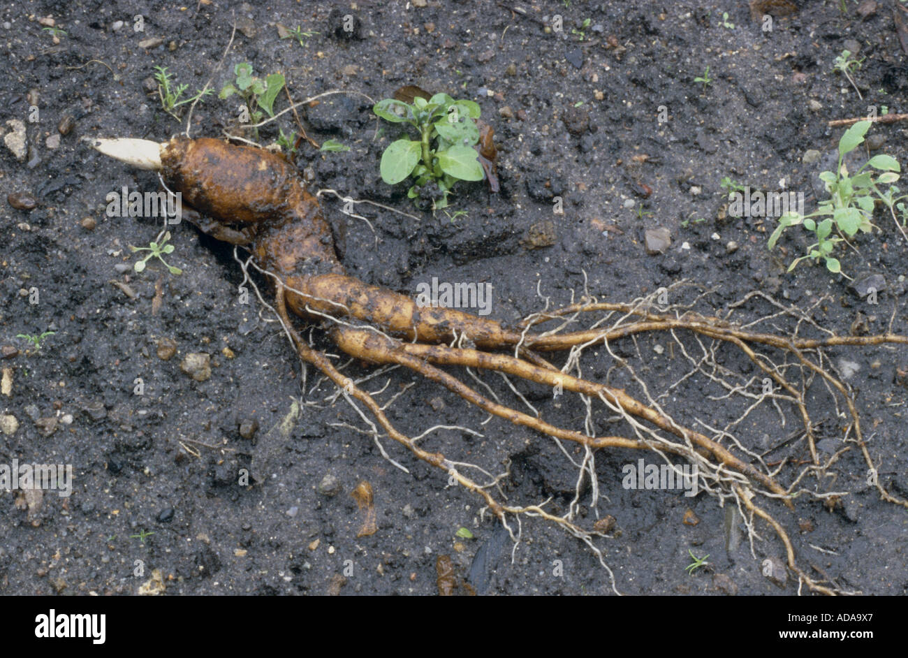 mandrake (Mandragora officinarum), root Stock Photo