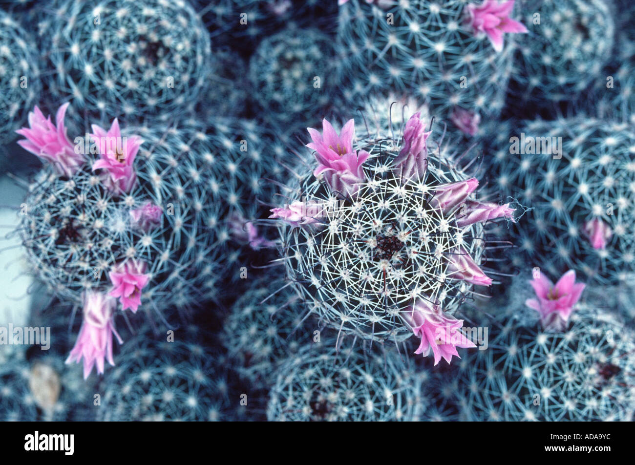 Mammillaria mammillaria occidentalis hi-res stock photography and images -  Alamy