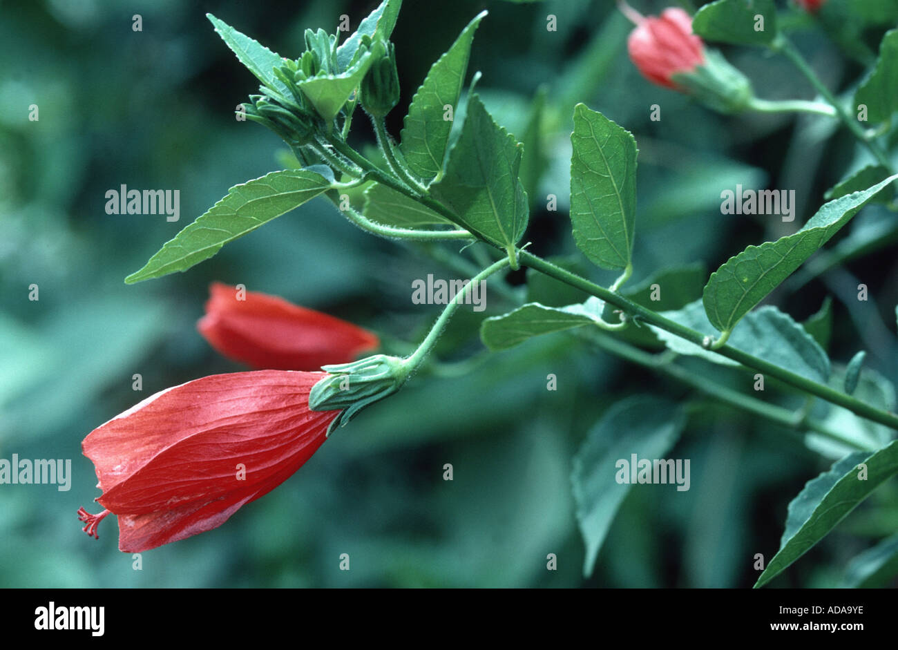 Wax mallow (Malvaviscus arboreus), flower Stock Photo
