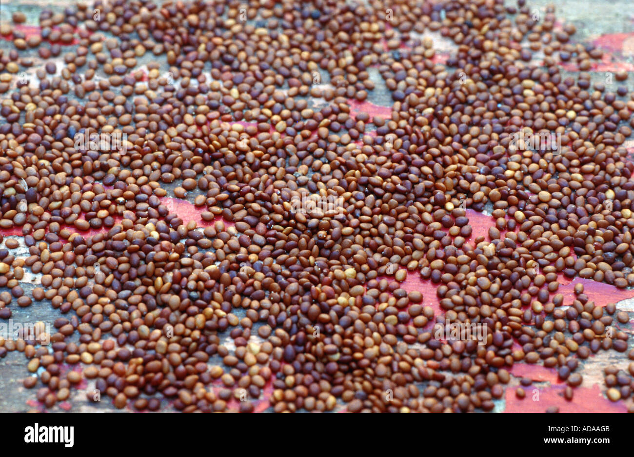 sweet marjoram, knotted marjoram (Origanum majorana, Majorana hortensis),  ripe seeds Stock Photo - Alamy