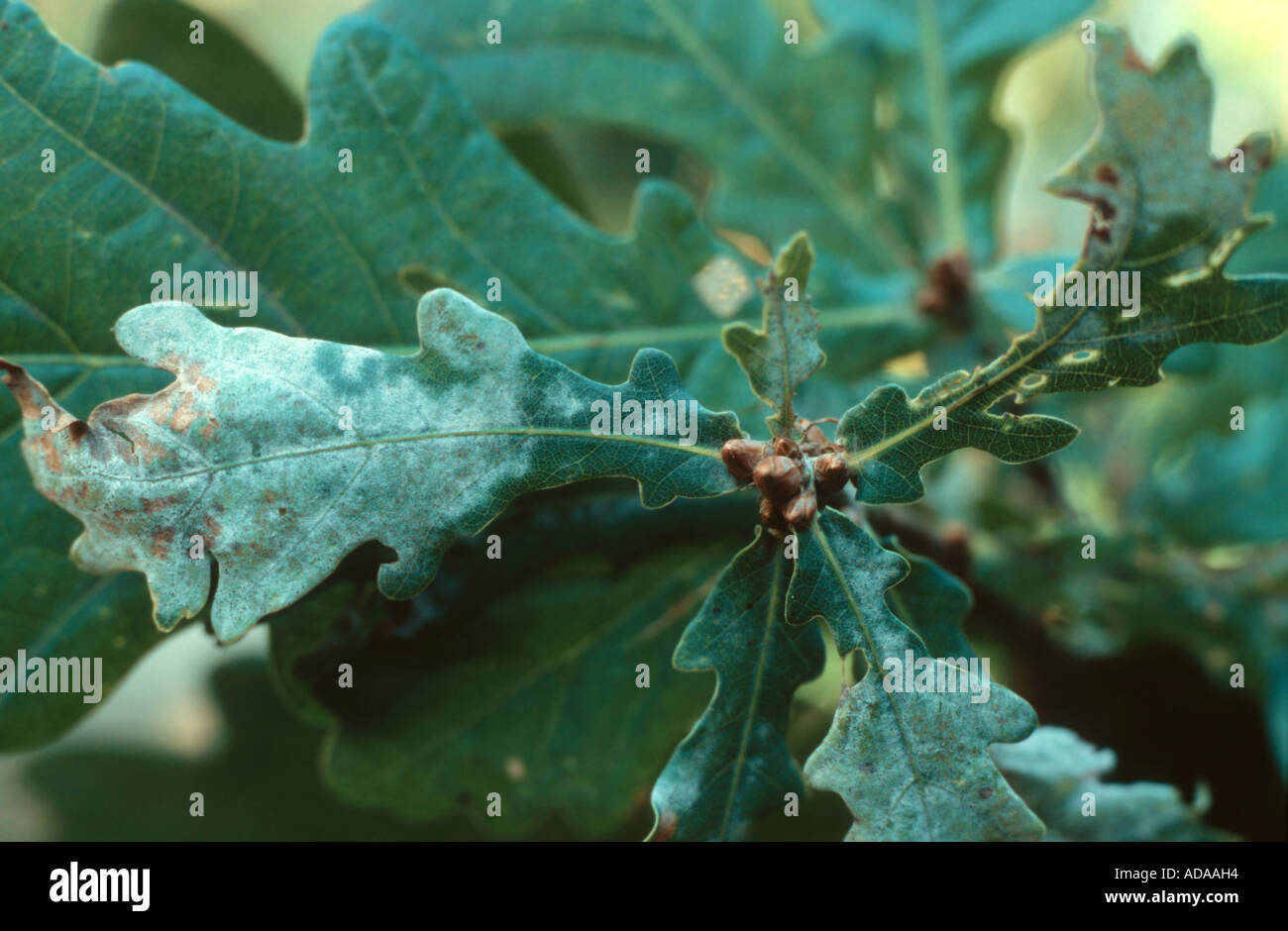 Oak tree fungus disease hires stock photography and images Alamy