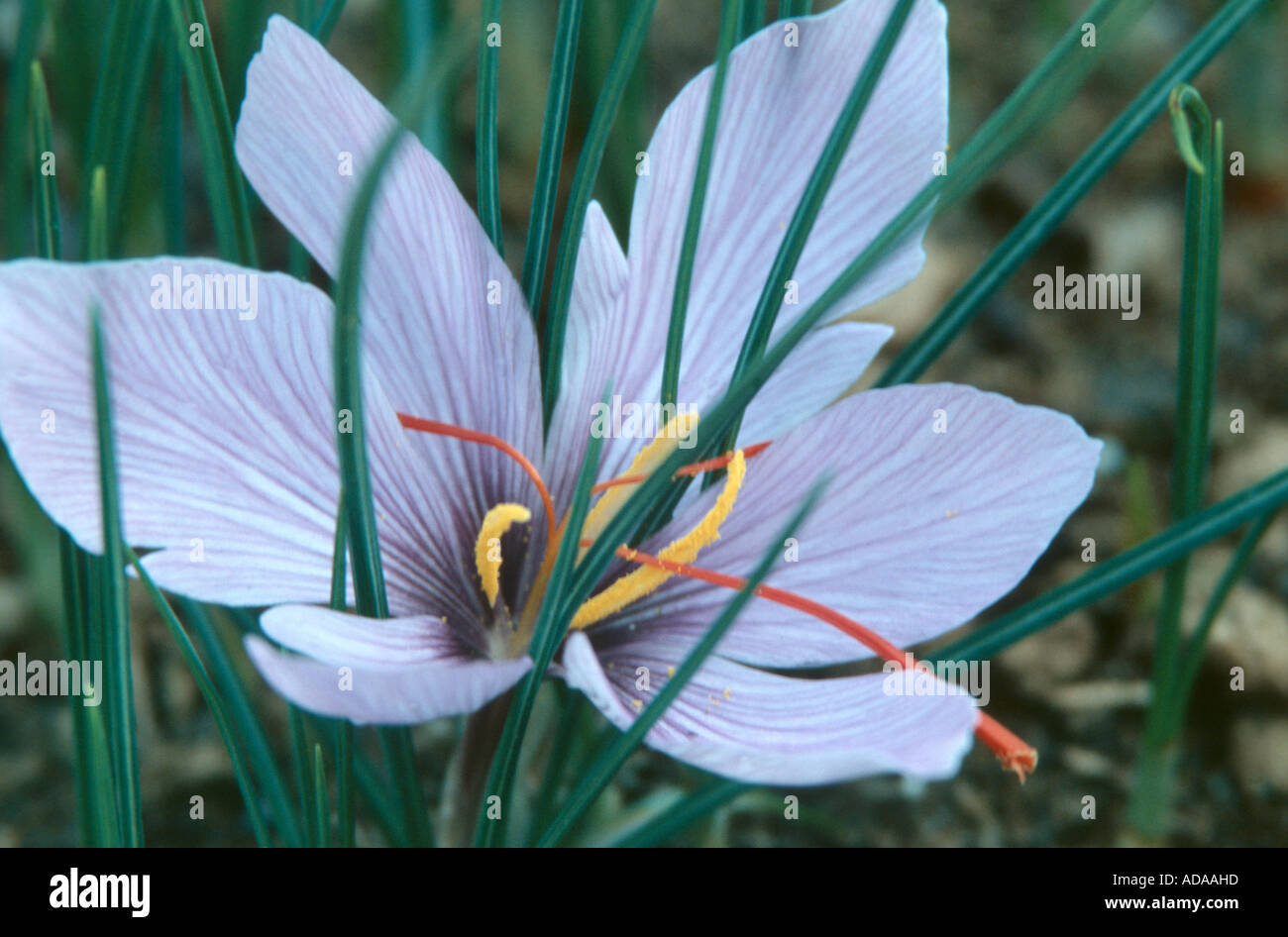 saffron (Crocus sativus), flower with orange stigmas, which represents the saffron Stock Photo