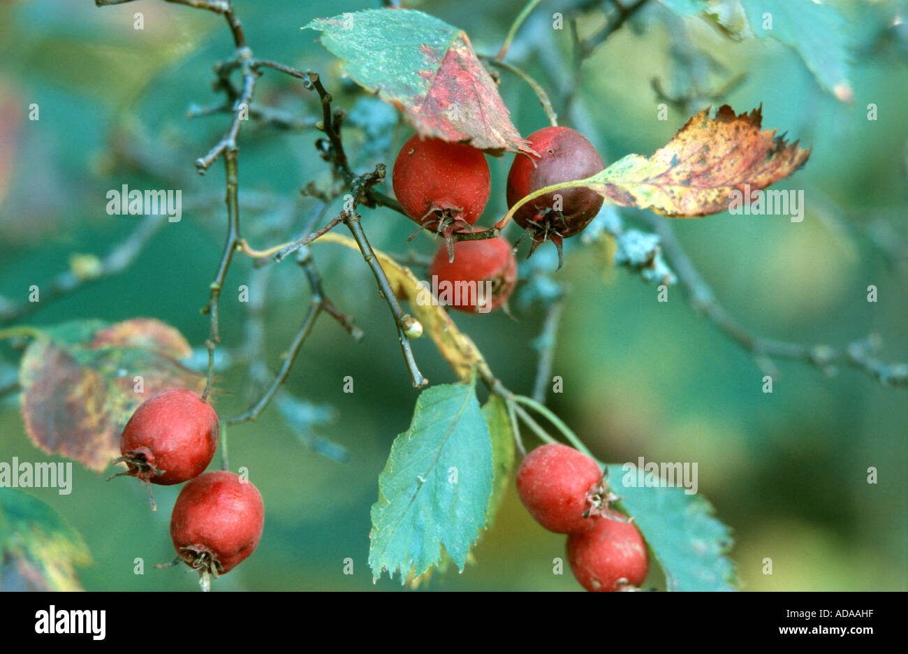 scarlet hawthorn (Crataegus pedicellata), ripe fruits Stock Photo