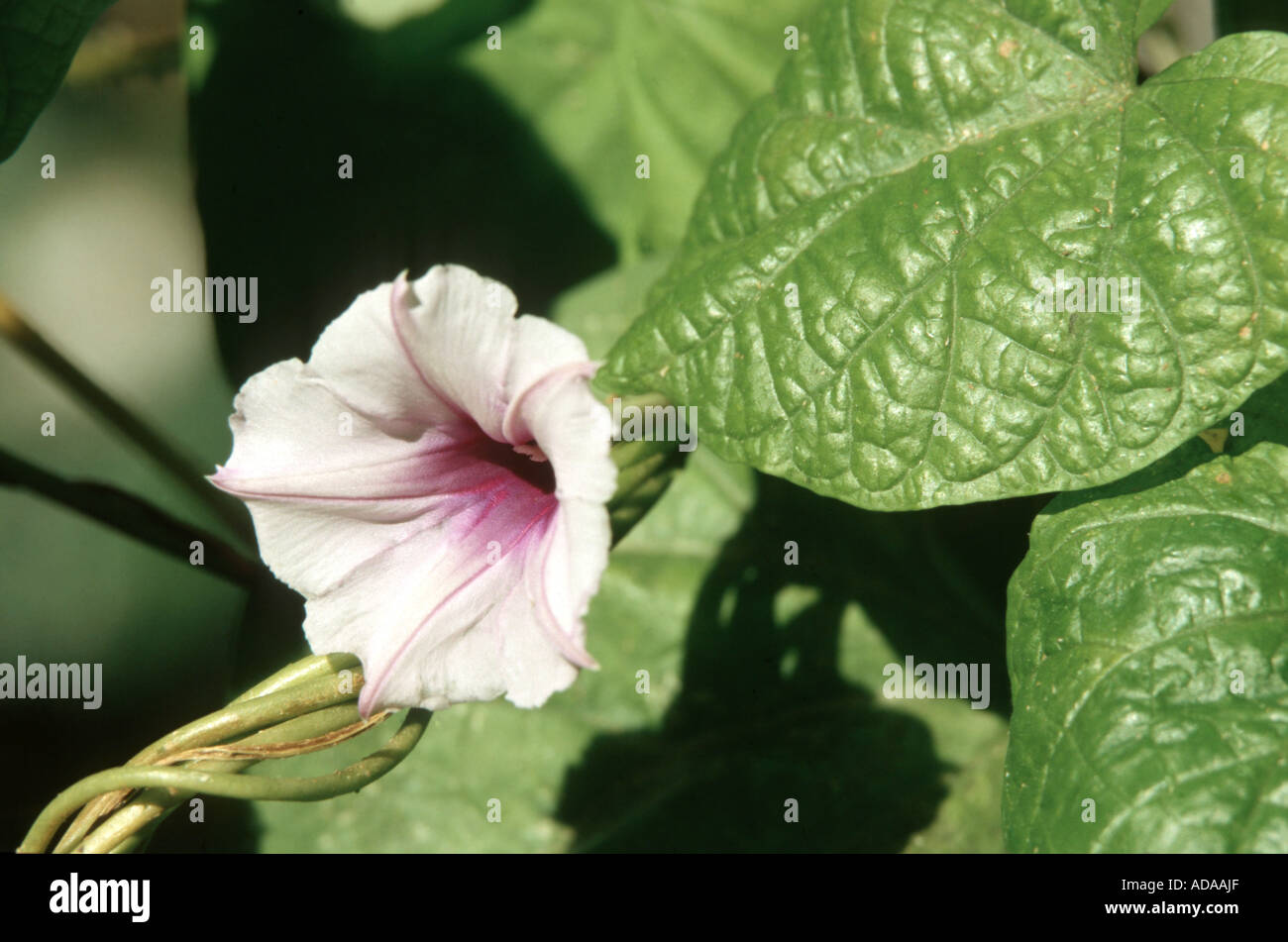 jalapa (Ipomoea purga), flower and leaf Stock Photo