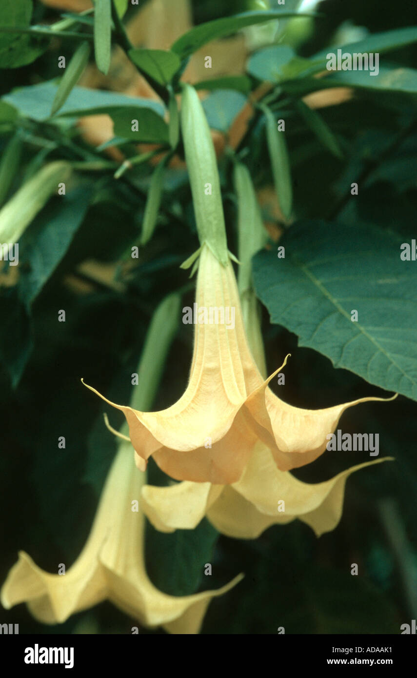 White Angel's Trumpet (Brugmansia candida, Brugmansia x candida, Datura candida, Datura x candida), flowers Stock Photo