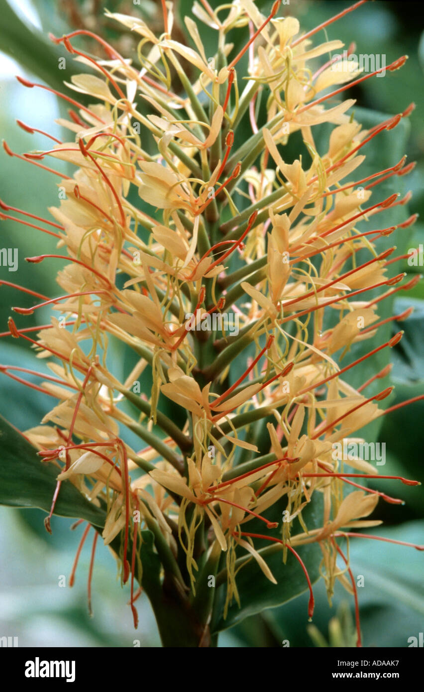 Kahila gingerlily (Hedychium gardnerianum), inflorescence Stock Photo
