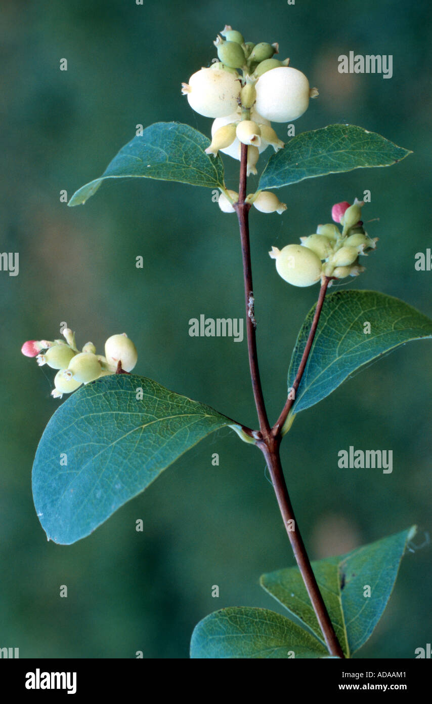 common snowberry, waxberry (Symphoricarpos albus, Symphoricarpos racemosus), fruiting plant Stock Photo