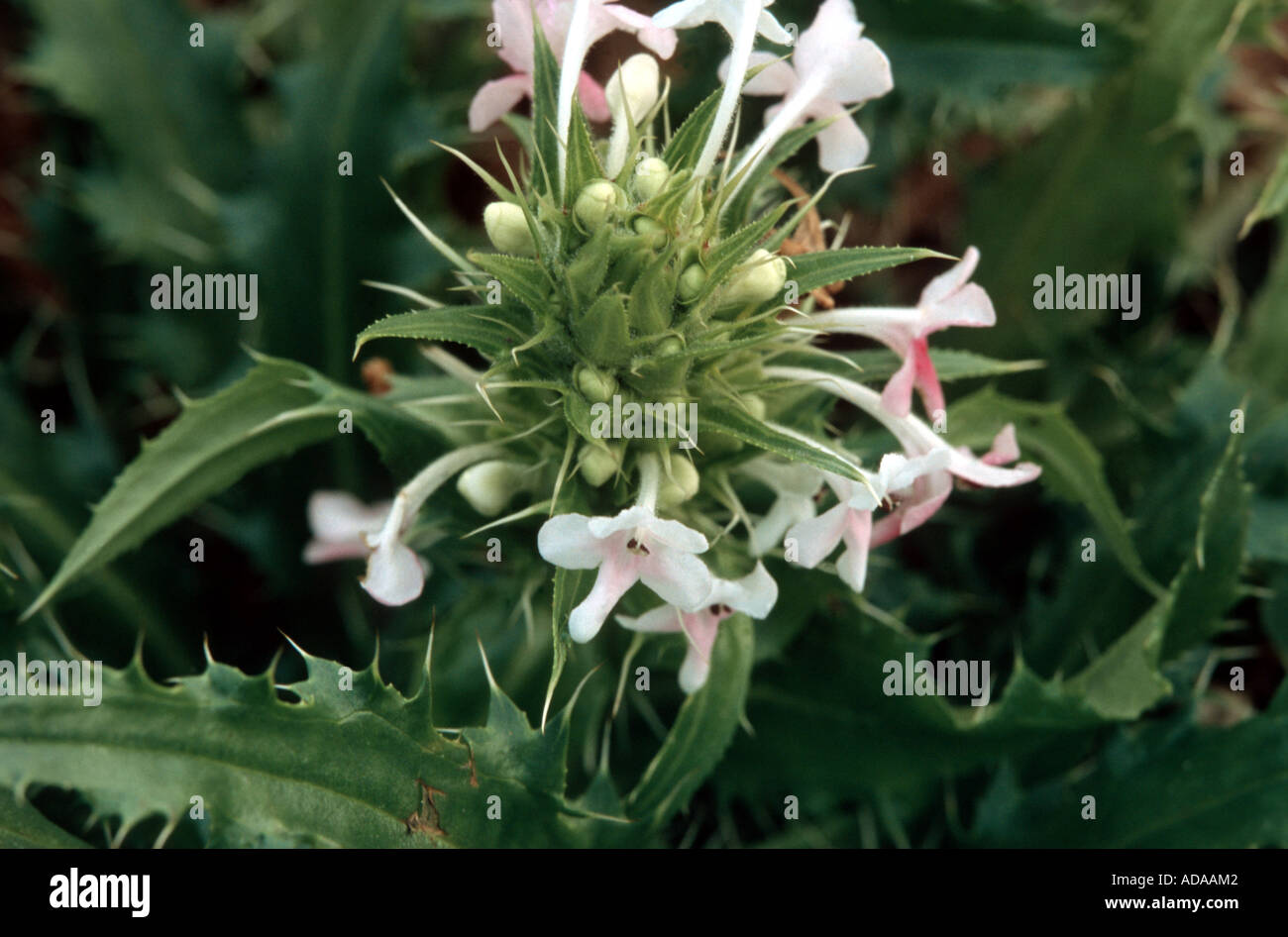 nepalese whorlflower (Morina longifolia) Stock Photo
