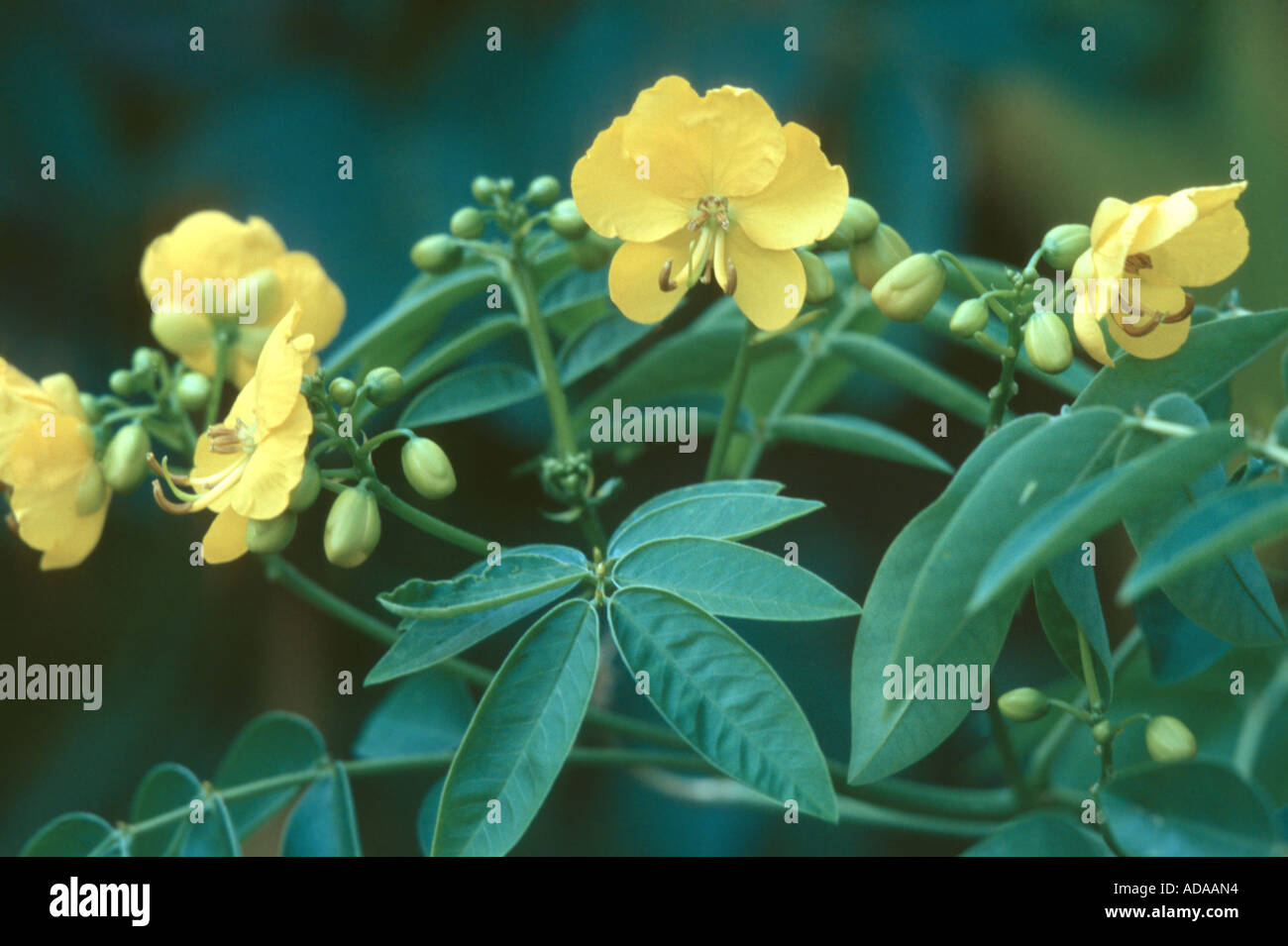 flowery senna (Cassia corymbosa (Senna corymbosa)), flowers and leaves Stock Photo