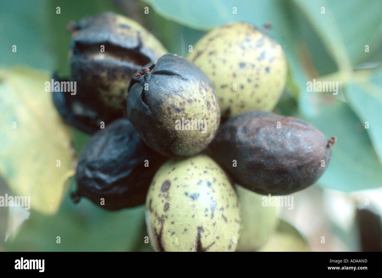 walnut (Juglans regia), fruits with Marssoniella juglandis (illness) Stock Photo