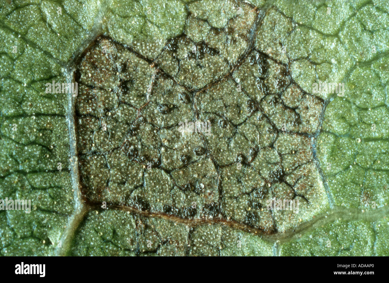 walnut (Juglans regia), leaf with Marssoniella juglandis (illness) Stock Photo