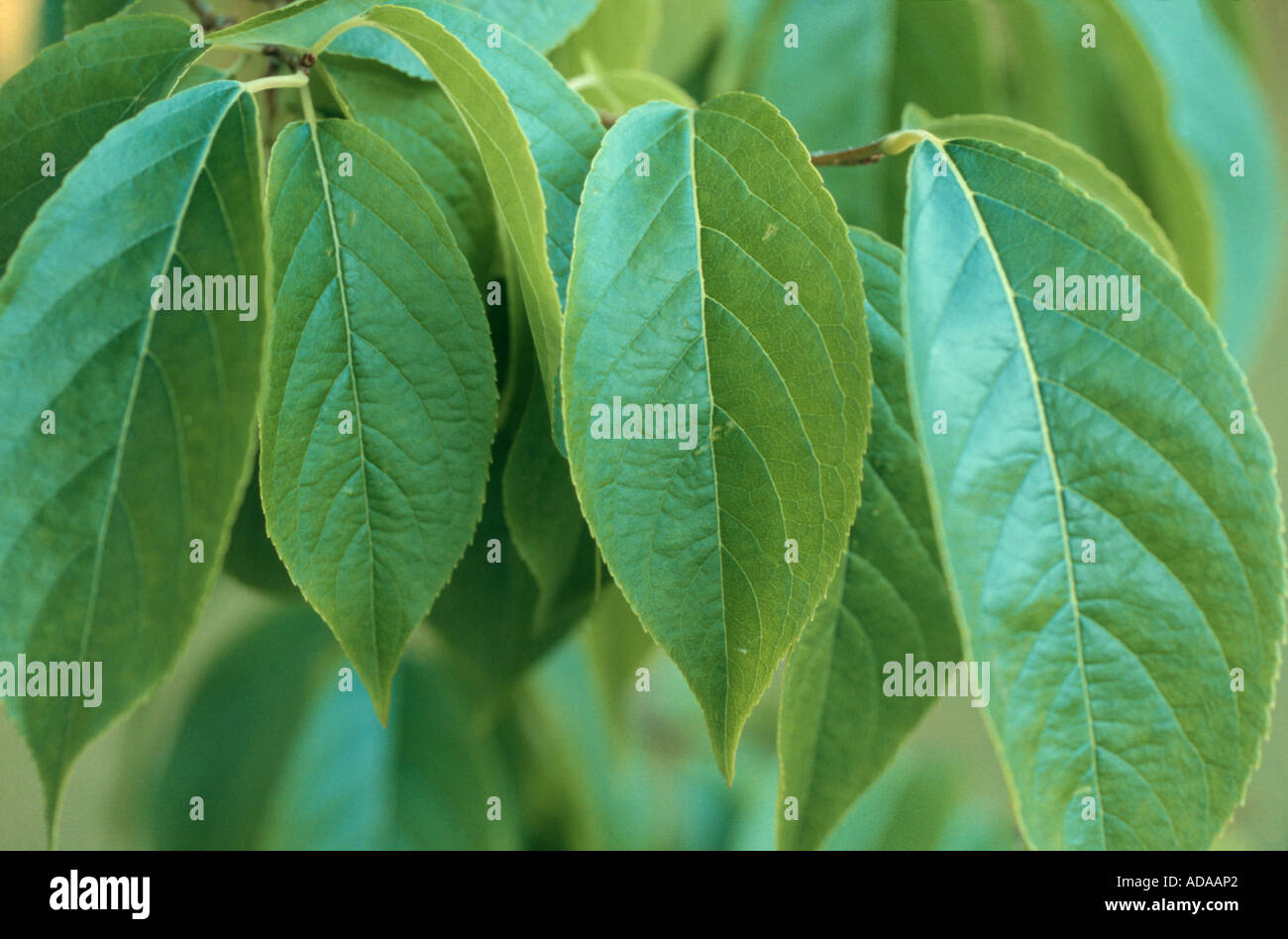 Guttapercha Tree, Hardy Rubber Tree ulmoides), leaves Stock