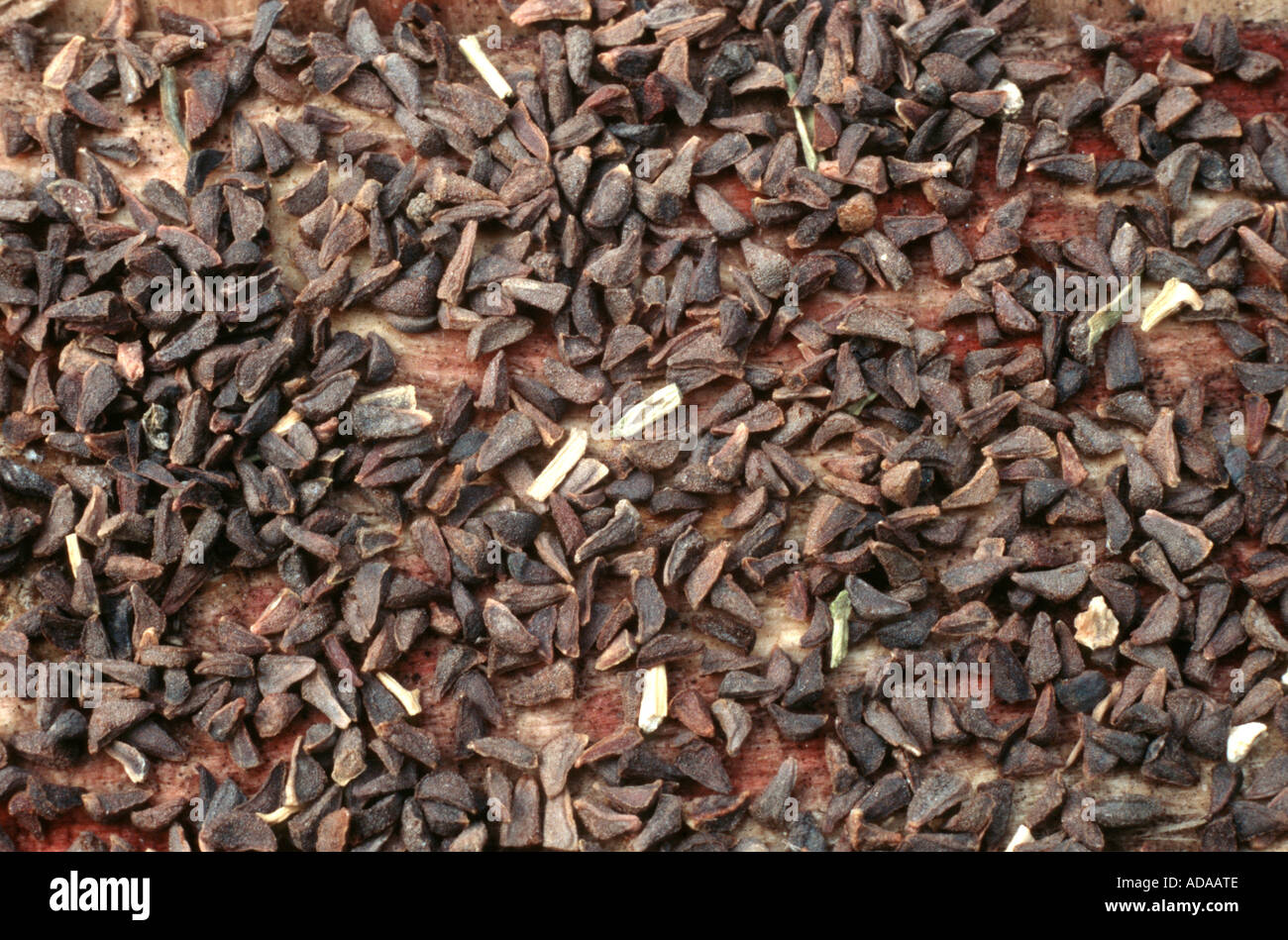 frankincense (Boswellia spec.), seeds Stock Photo