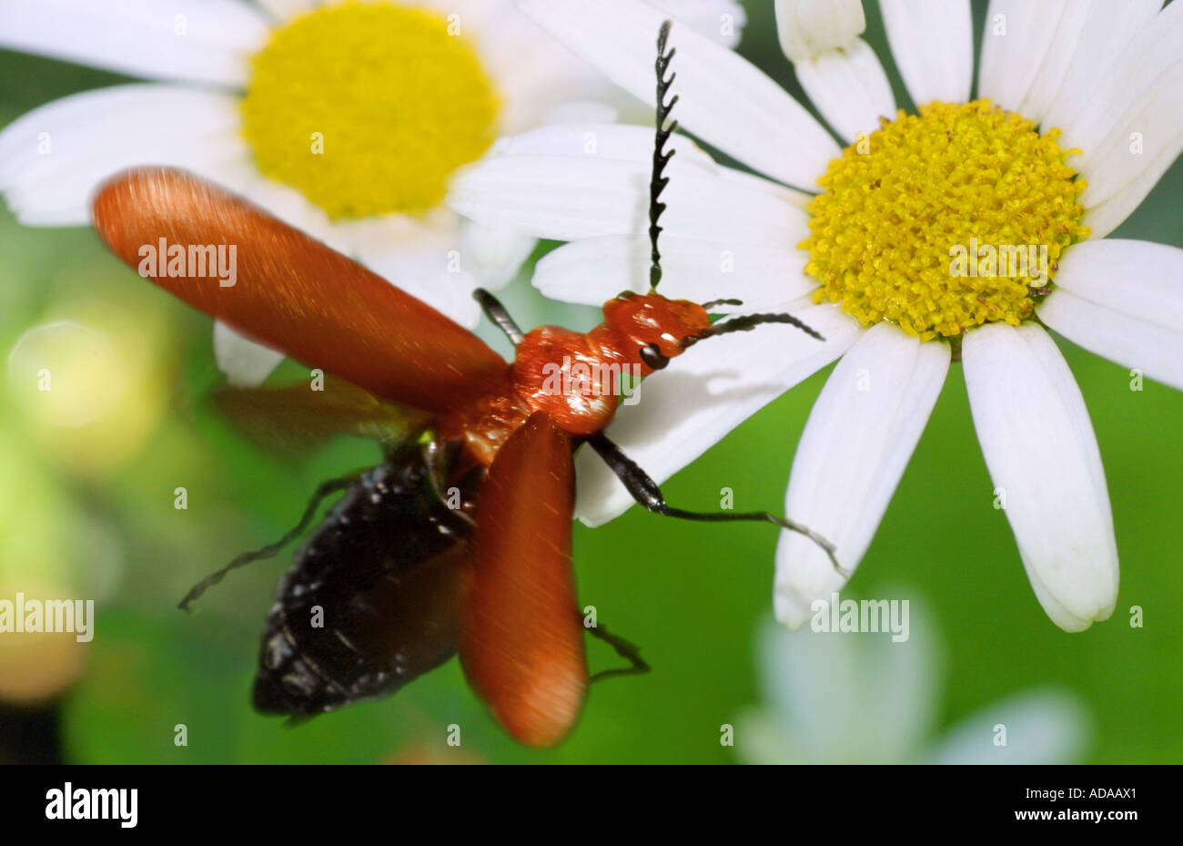 beetle (Pyrochra coccinea), approach to blossom Stock Photo