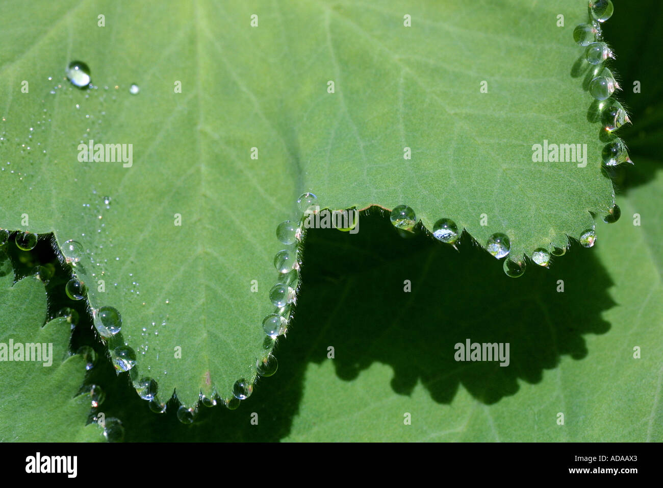 common lady's-mantle (Alchemilla vulgaris), removal of water drops Stock Photo