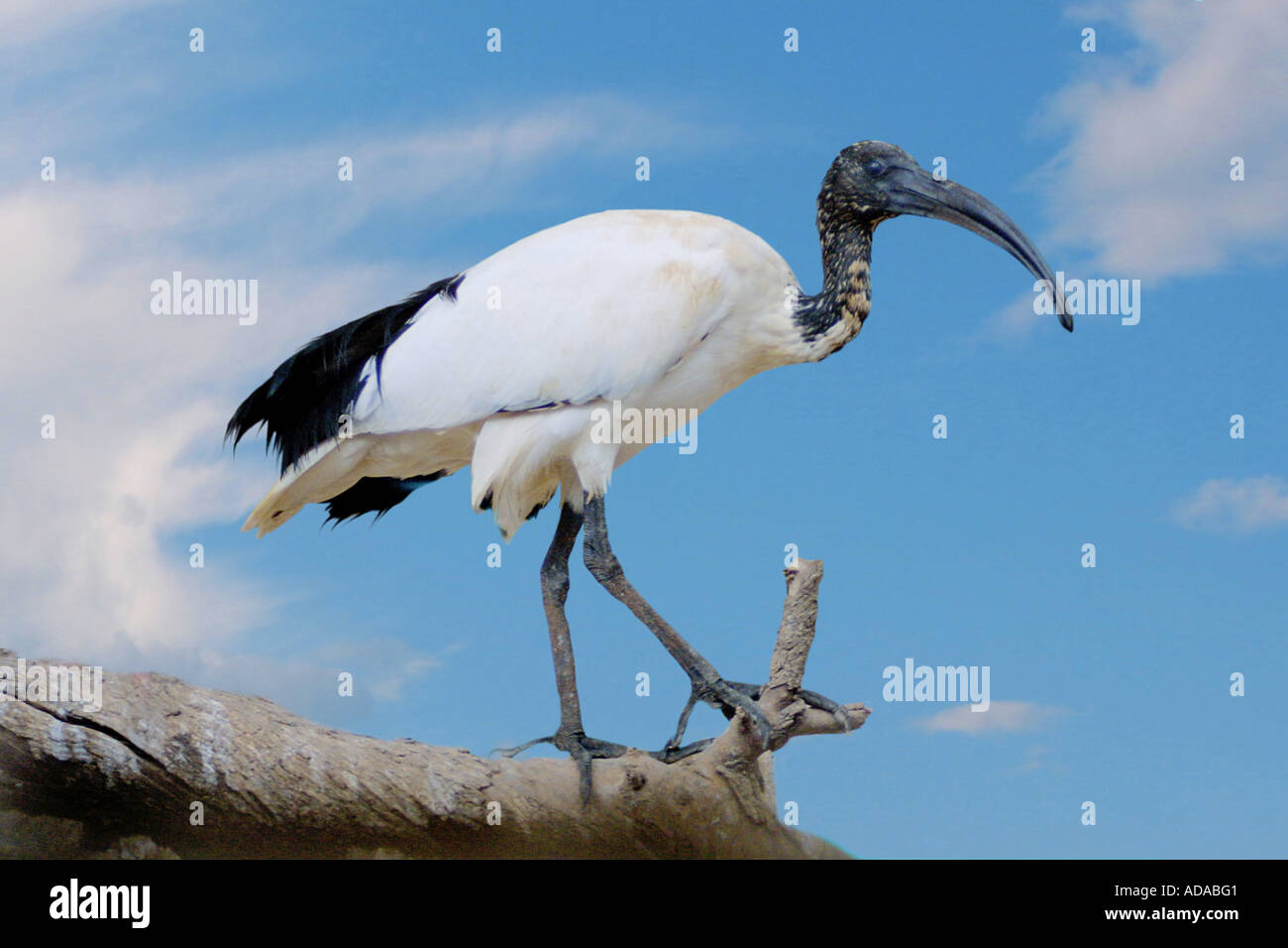 Egyptian Ibis Bird