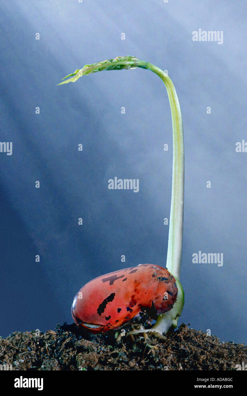 Phaseolus coccineus seedling hi-res stock photography and images - Alamy