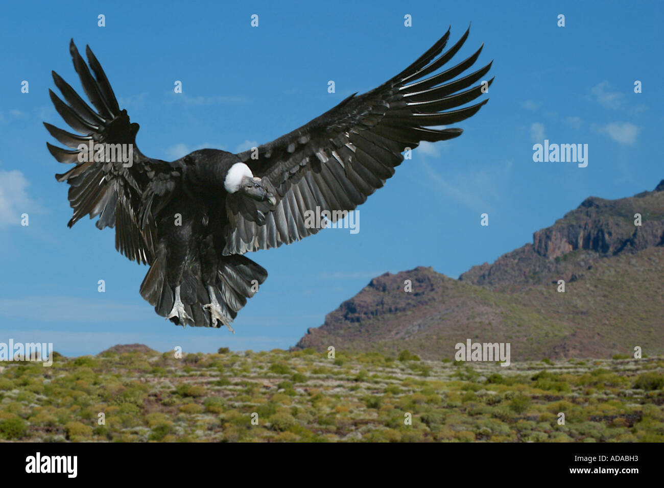 South American Condor, Andean Condor, Vultur gryphus | Nature Notes - We did not find results for: