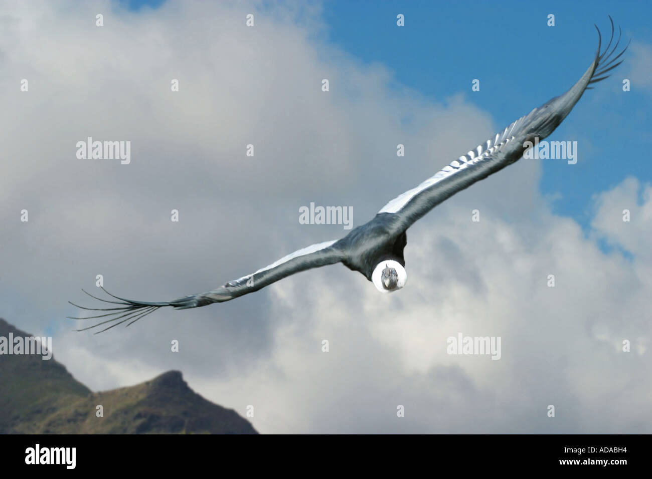 Andean condor (Vultur gryphus), gliding, largst flying bird