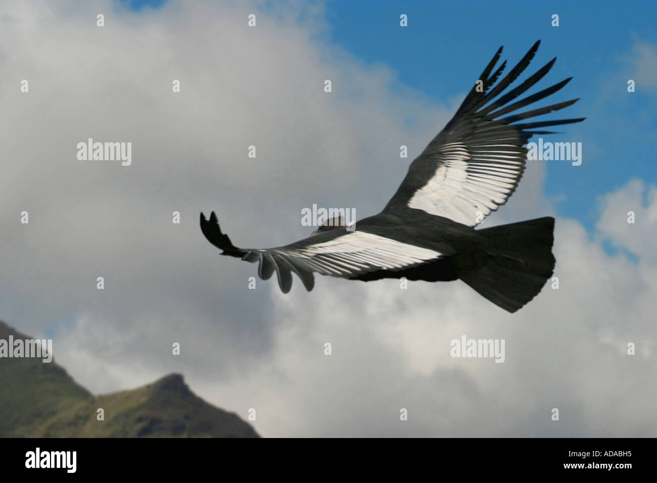 Andean condor (Vultur gryphus), gliding,largest flying bird