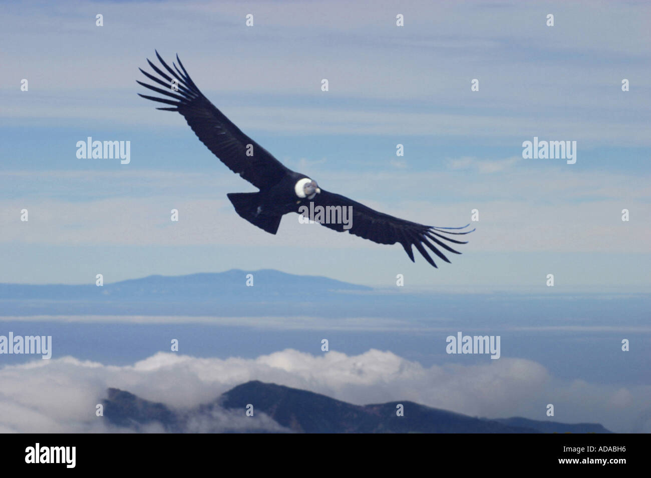Andean condor (Vultur gryphus), gliding, largest flying bird Stock