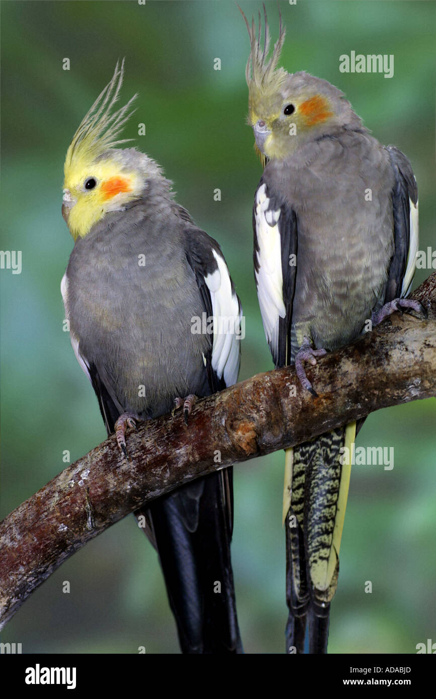 cockatiel (Nymphicus hollandicus), duo, sitting on a branch Stock Photo ...