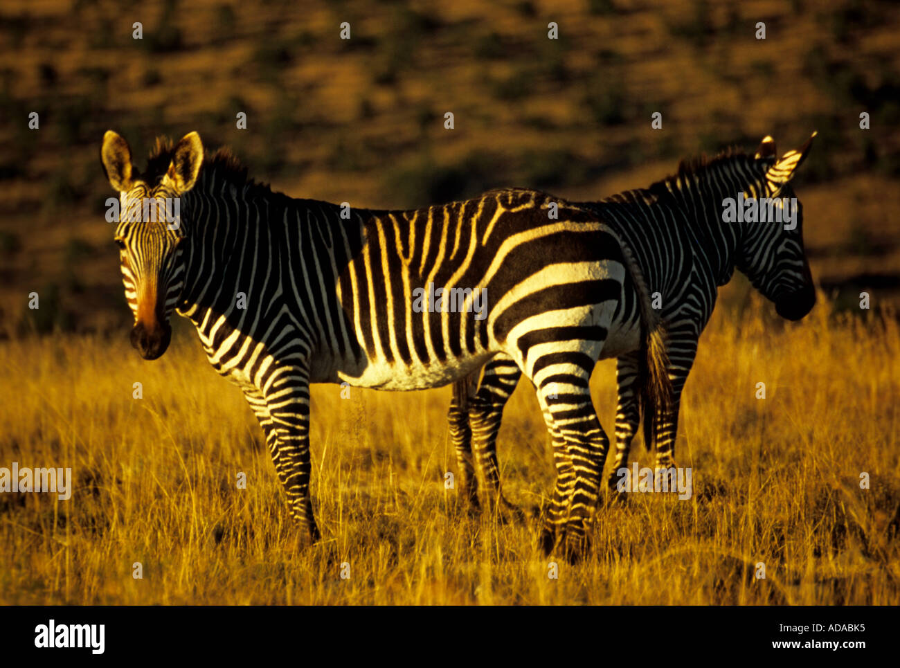 A Cape Mountain Zebra in the Mountain Zebra Naional Park, Cradock, Eastern Cape, South Africa. Stock Photo