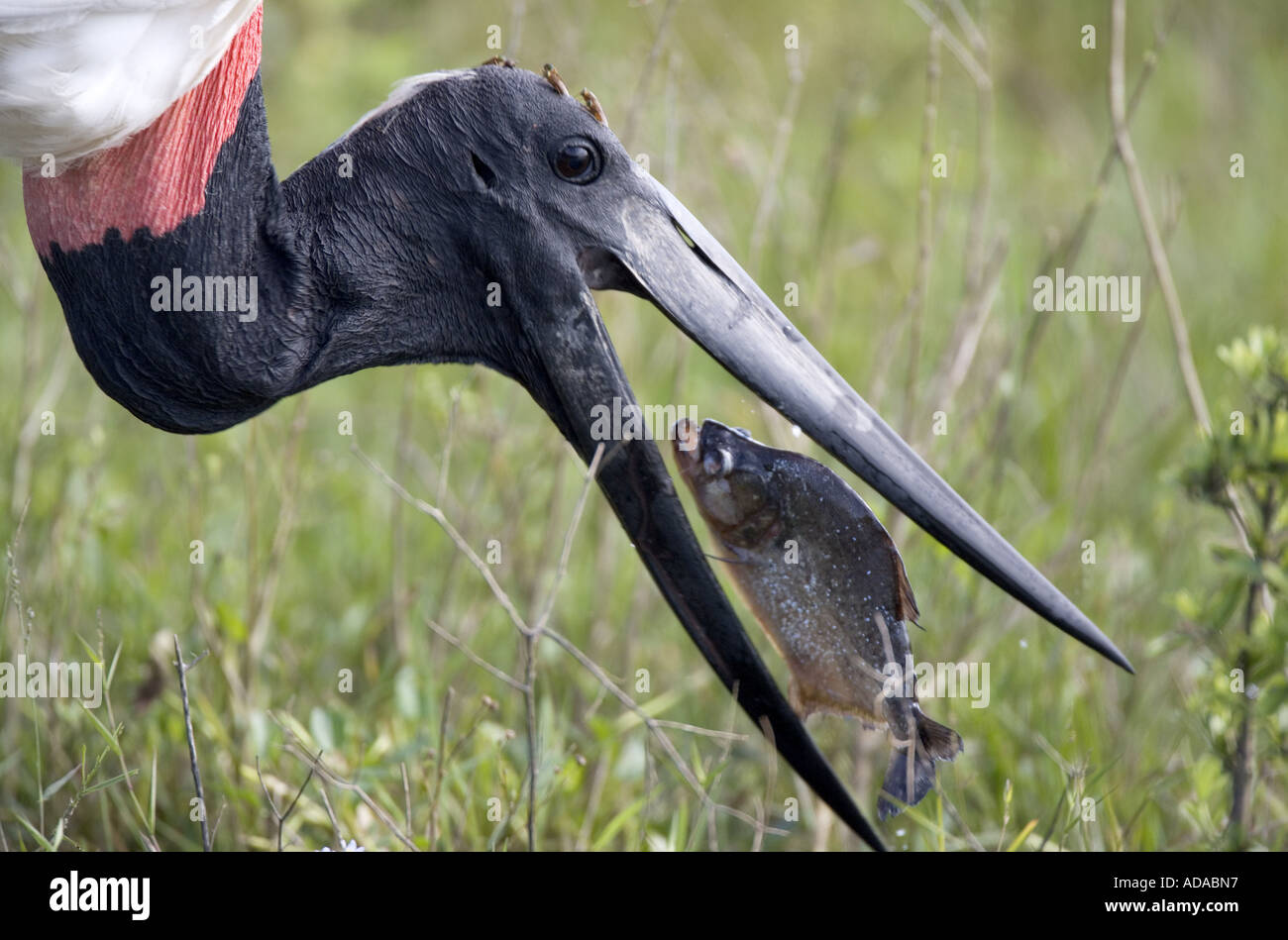 Jabiru stork (Jabiru mycteria), eating piranha, Brazil Stock Photo