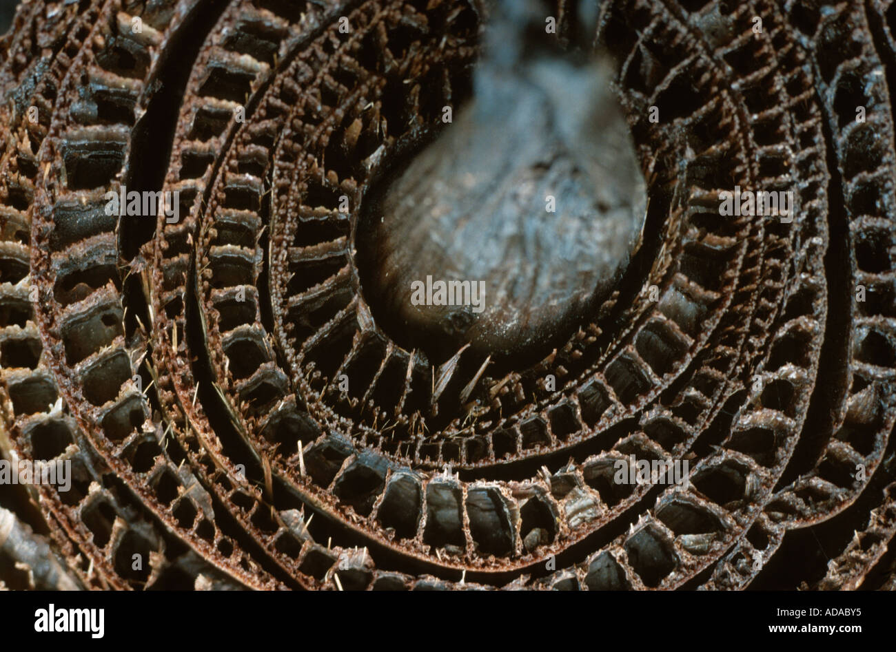 Banana stem cross section hi-res stock photography and images - Alamy