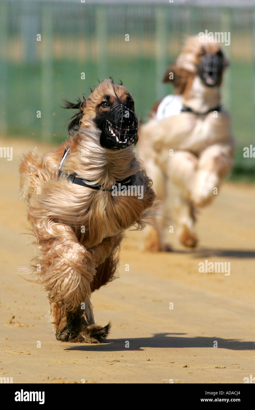 Afghanistan Hound, Afghan Hound (Canis lupus f. familiaris), two individuals at race, Germany Stock Photo